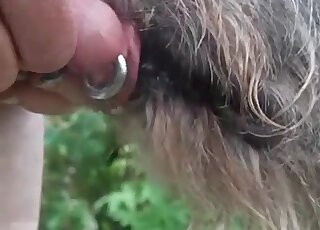 Provocative canine licks my pierced boner on cam