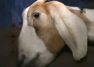 Penetrating my dazzling white goat in the bed