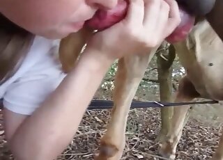 Awesome handjob from a horny dog lover - dogs animal tube porn 