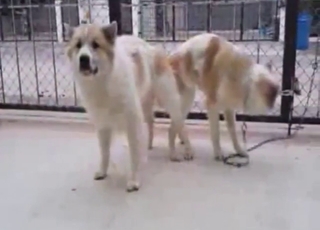 Zoo porn with two dogs fucking each other