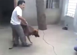 Dude overseeing two dogs fucking real hard
