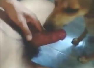 Dude dicks down a female dog, Latino heat