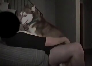 Sexy Husky in passionate homemade bestiality XXX