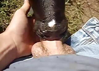 بقرة جميلة المظهر تمتص قضيبًا لطيفًا بالحب