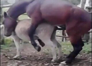 Cute stallion screwed a passionate horse from behind